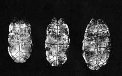 Черепаховые щитки с Древнейшими Китайскими
 надписями из раскопок под Аньяном. Китай.
 Вторая половина II тысячелетия до н. э. 