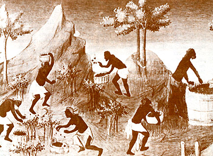 Европейские представления: сбор урожая пряностей в Индии. Иллюстрация времен средневековья к путевым заметкам Марко Поло.