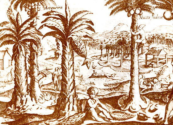 Изображение кокосового и финикового деревьев, а также арековой пальмы. Рисунок из мастерской де Бри (1600)