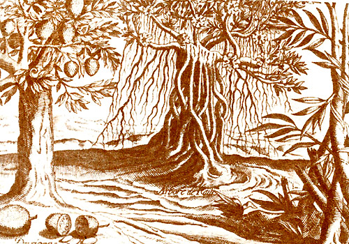 Чудеса Индии: бамбук, мангровы, дурьян. Рисунок из мастерской де Бри (1600)